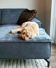TrendPet Pearl