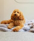 Scruffs Aspen blanket