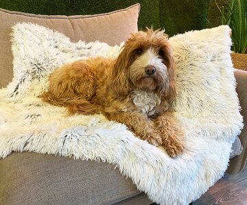AirLOFT blanket Ivoor-Frost
