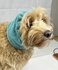 SuperFurDogs Colly